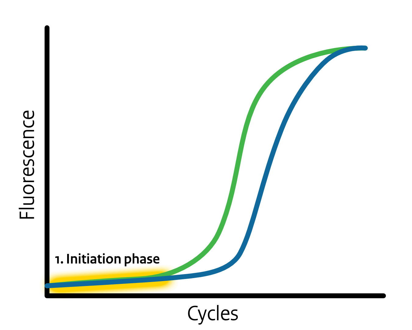 Initiation phase of real-time PCR