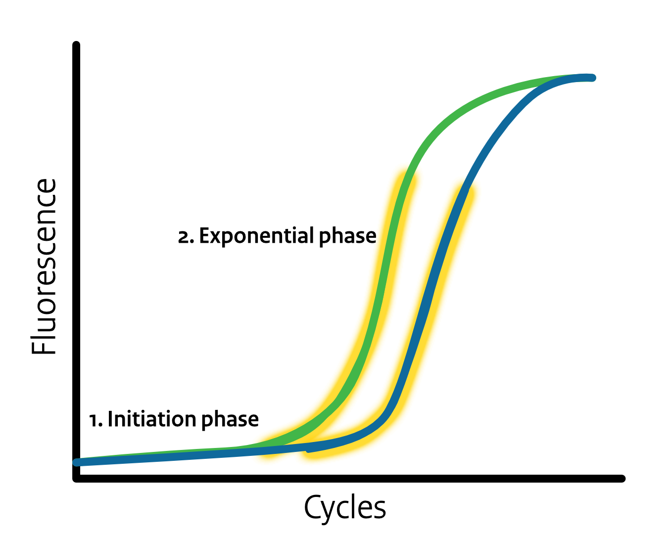 Exponential phase of real-time PCR