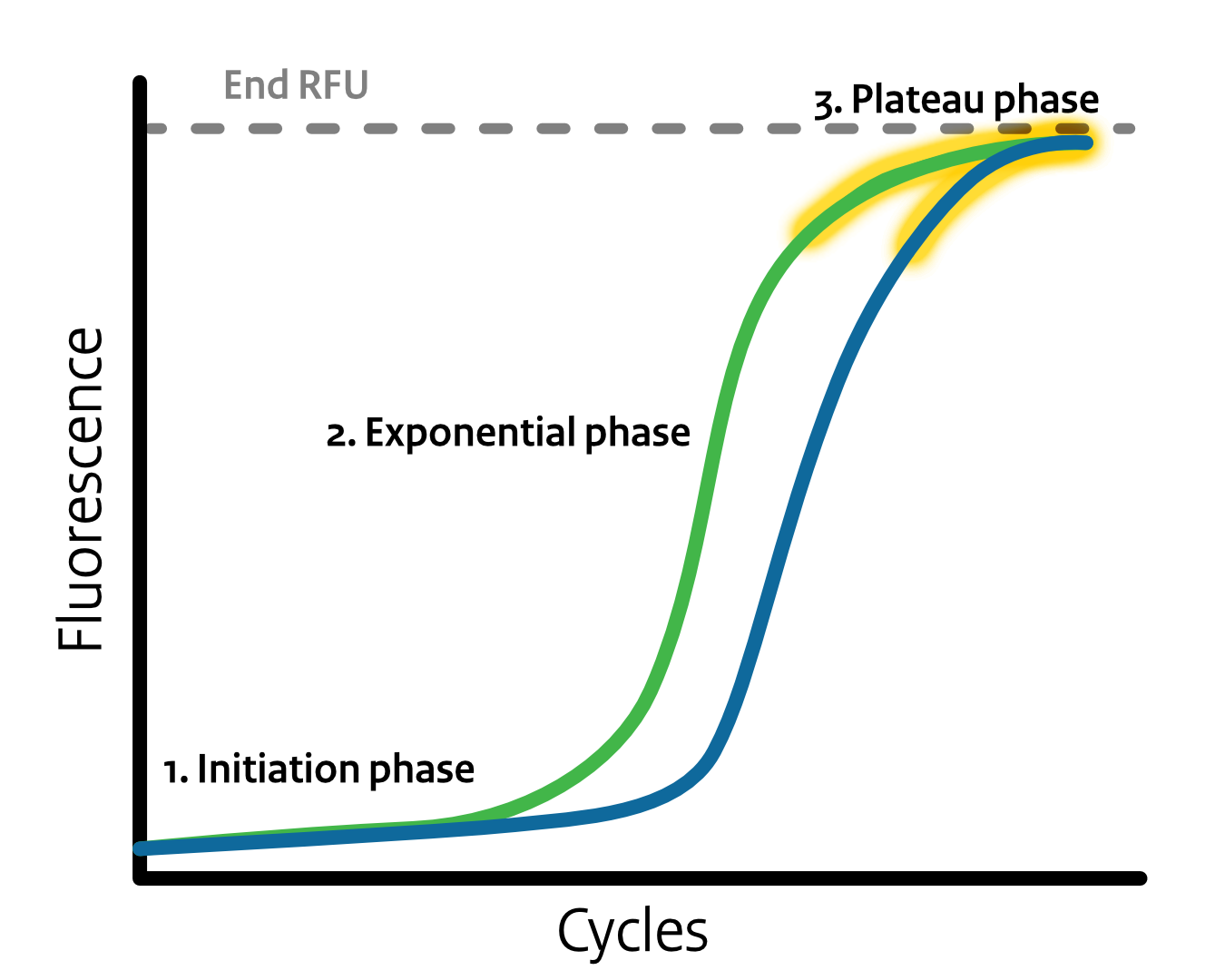 Plateau phase of real-time PCR