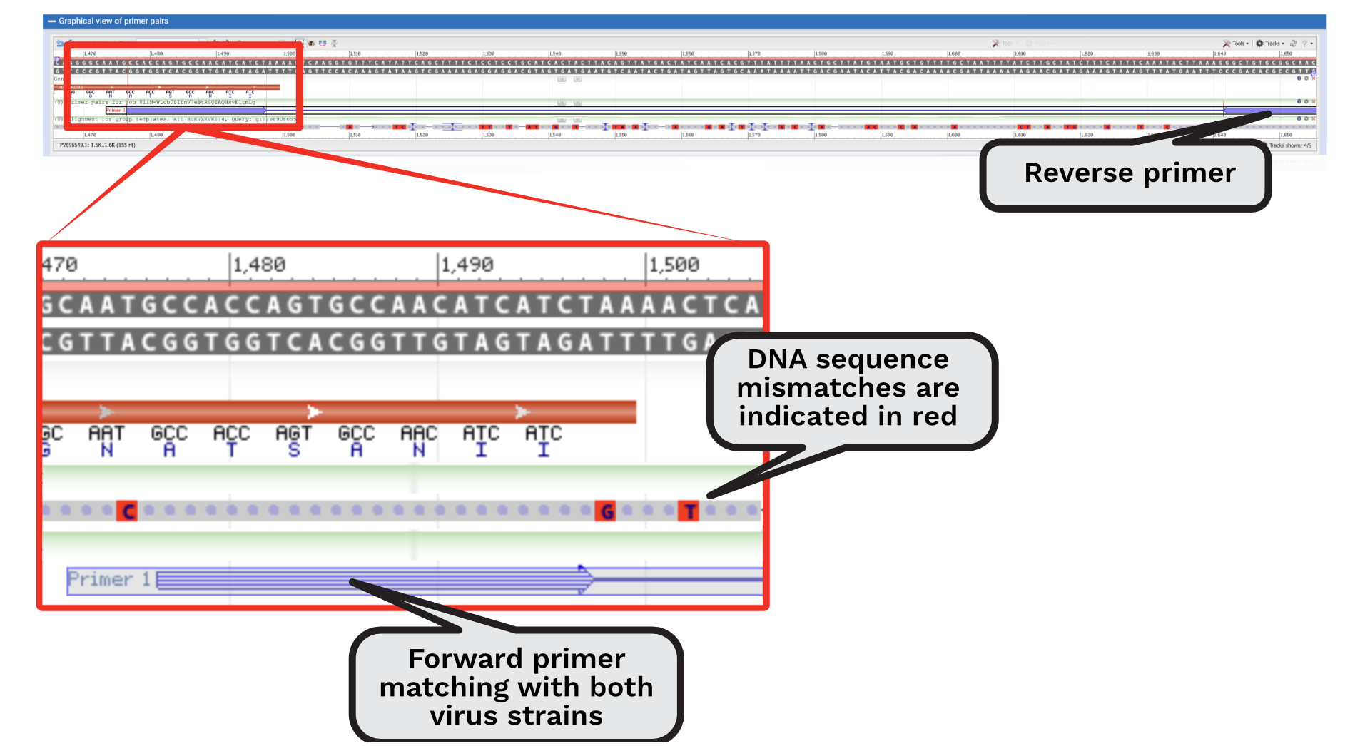 Graph showing mismatching DNA sequences between CCHF strains with primer positions