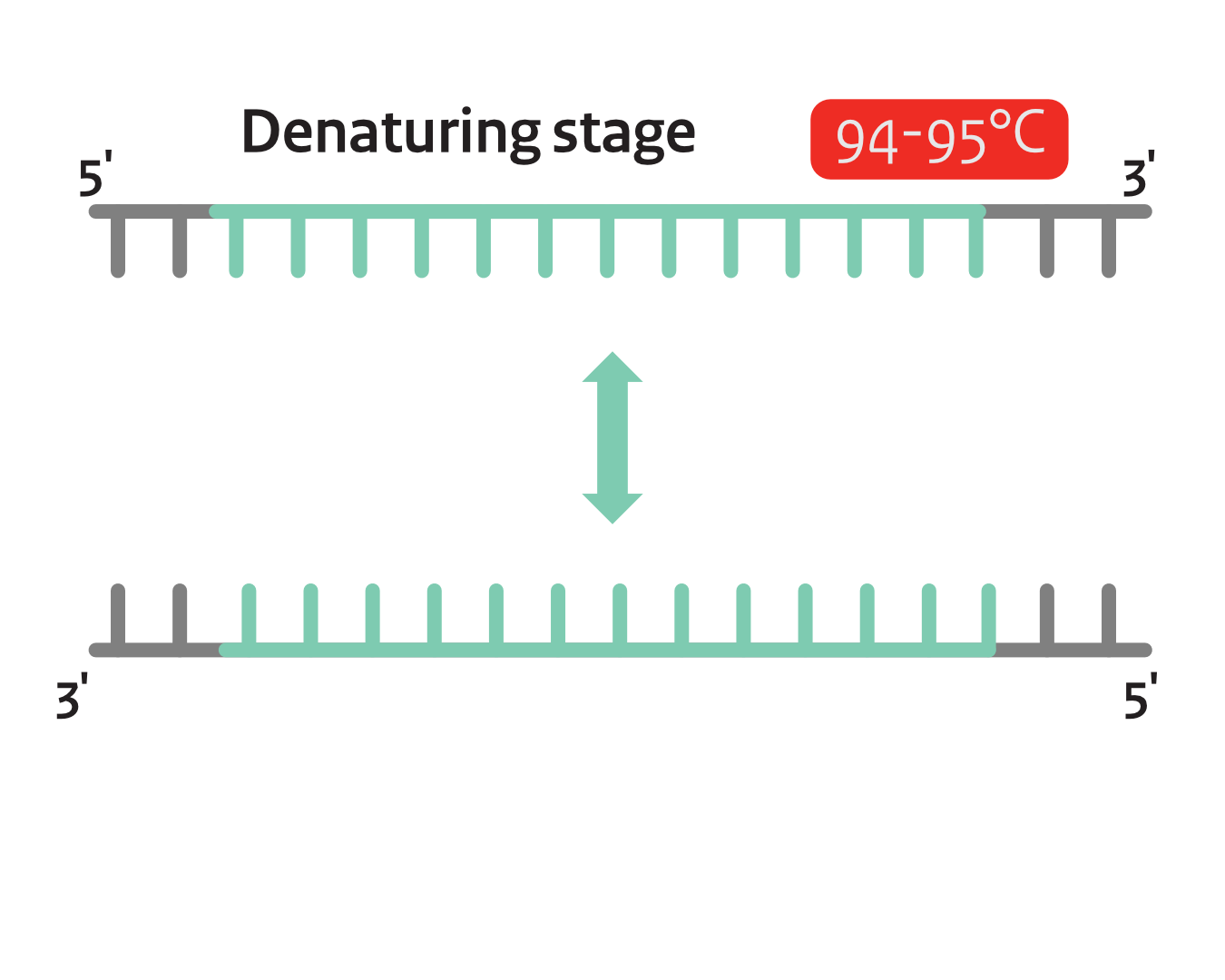 Step 2: Initial Denaturation