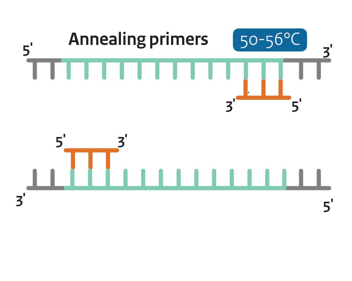 Step 3: Denaturation Cycle