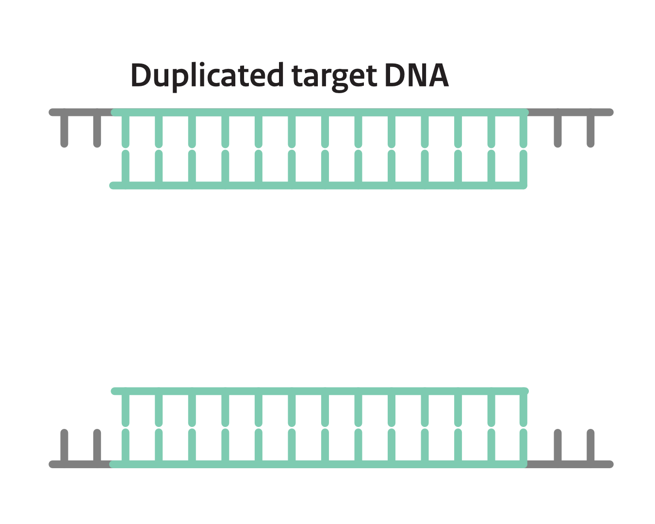 Step 5: Elongation
