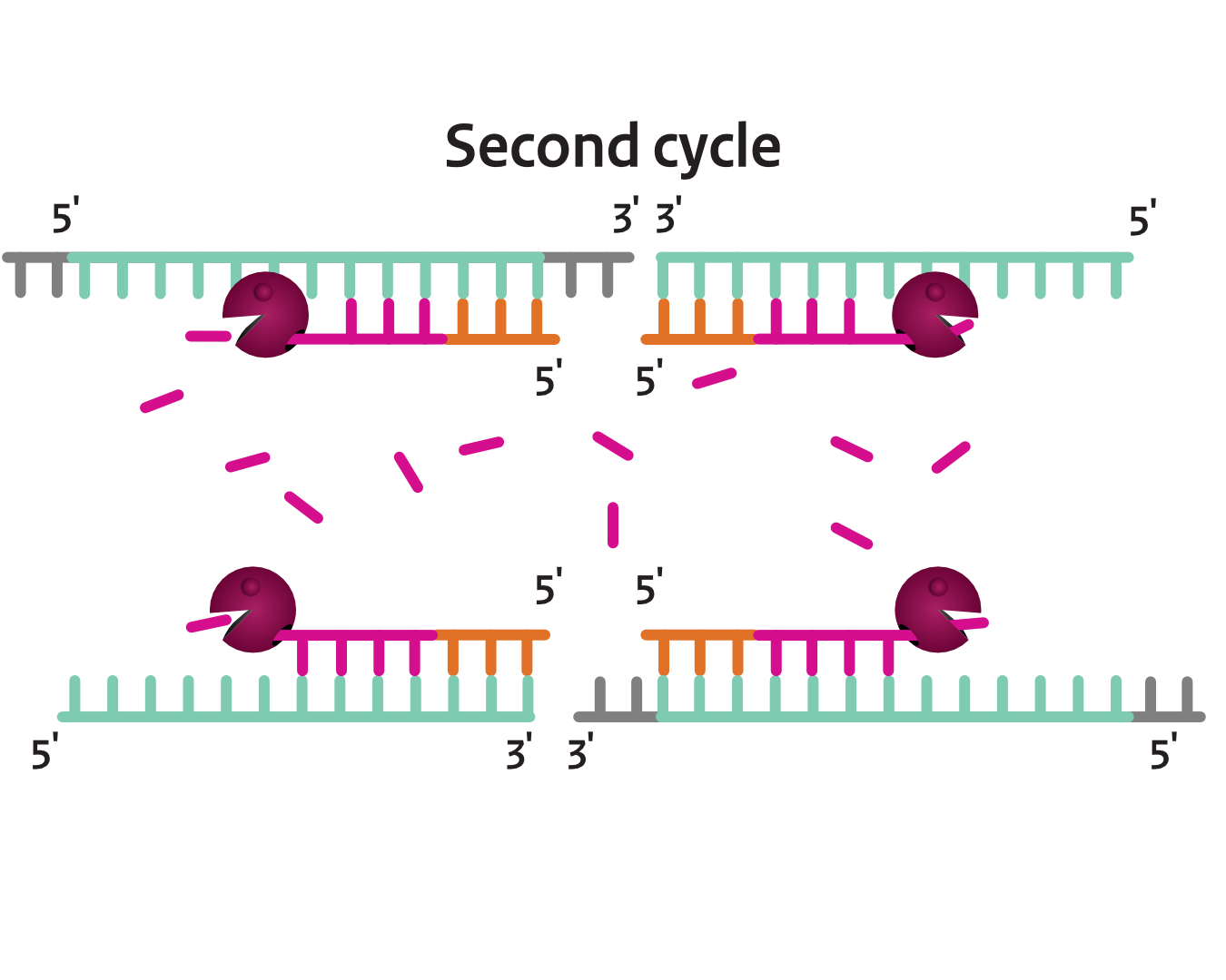 Step 6: First Cycle Complete