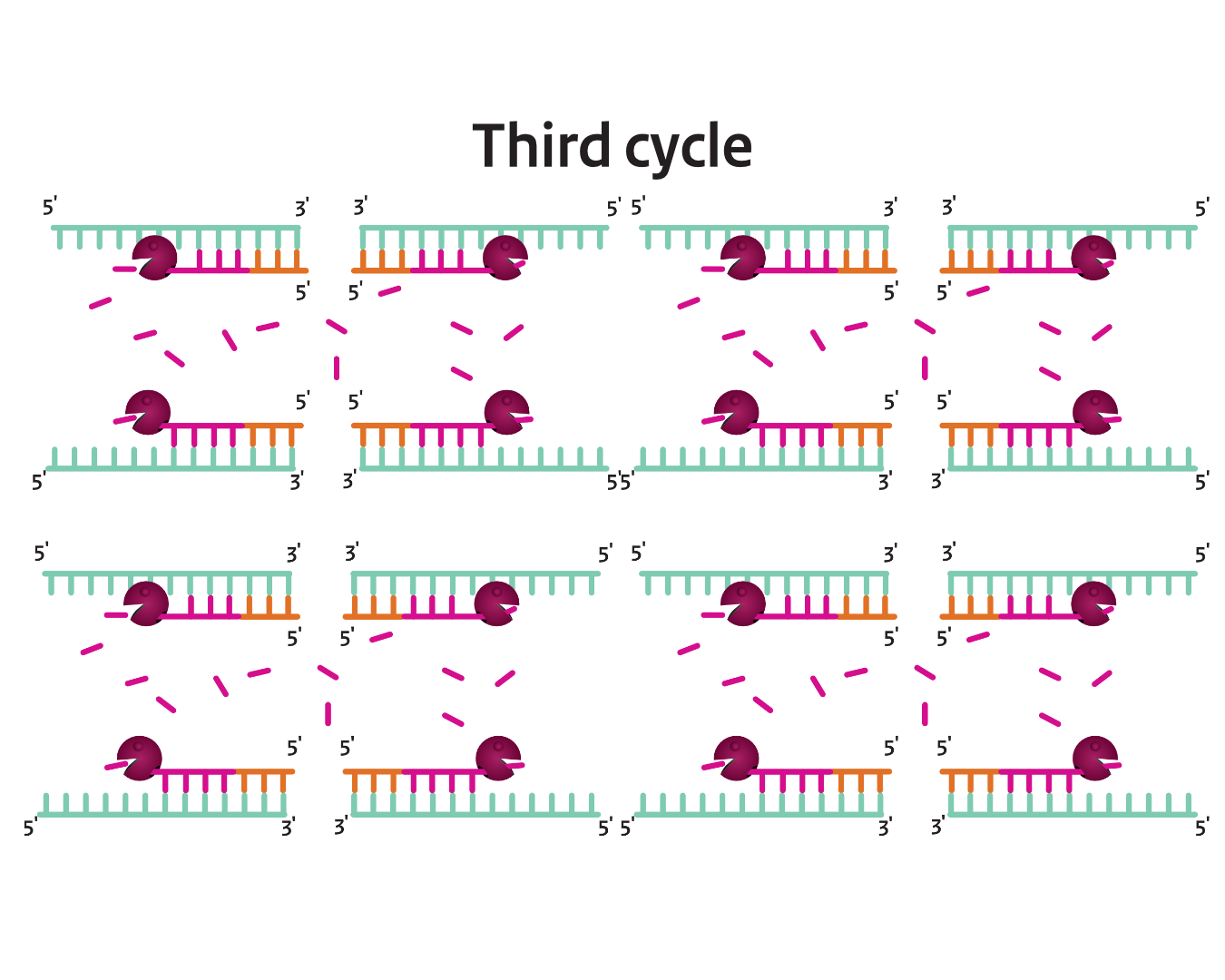 Step 7: Multiple Cycles