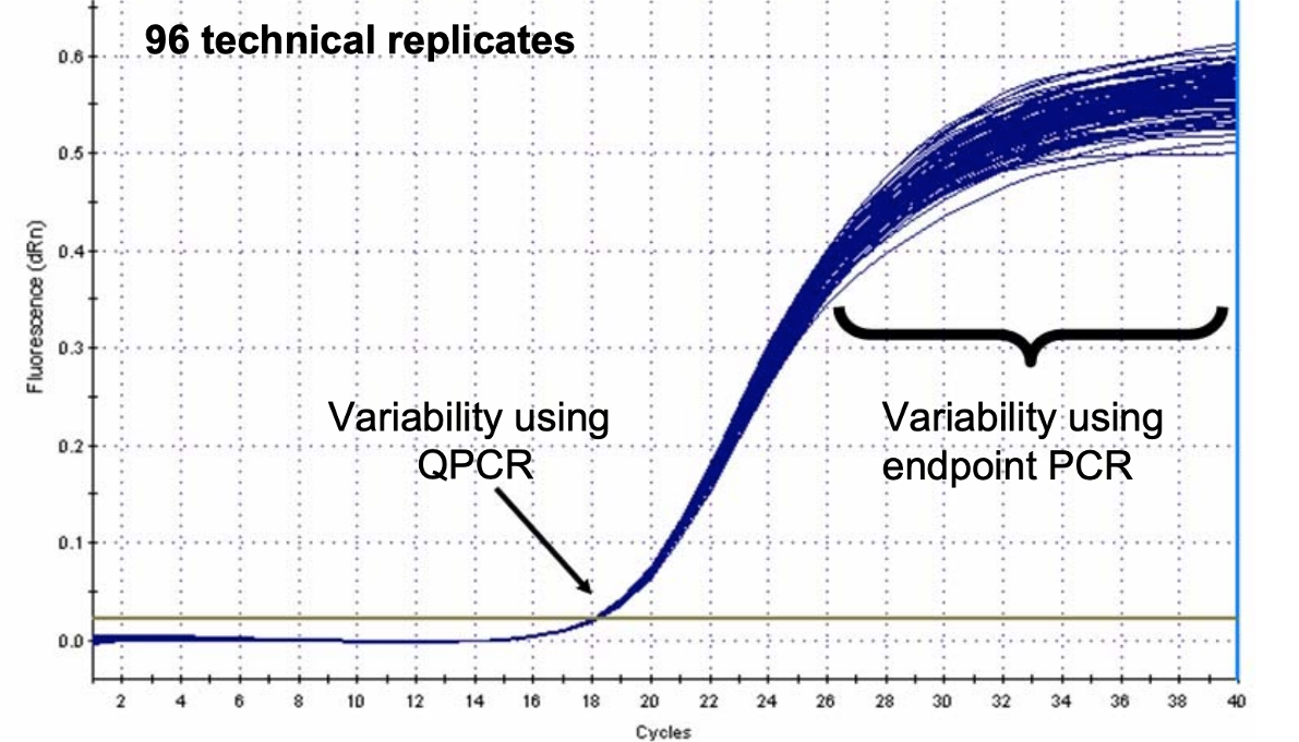 Real-time PCR replicates showing consistency in Ct values across multiple samples
