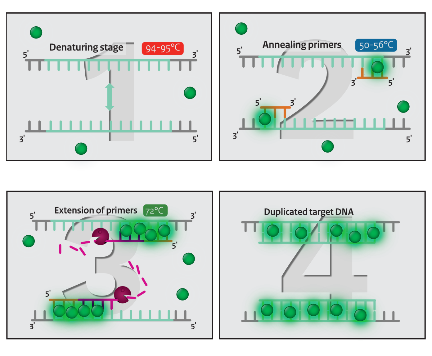 SYBR Green binding to double-stranded DNA during PCR cycles