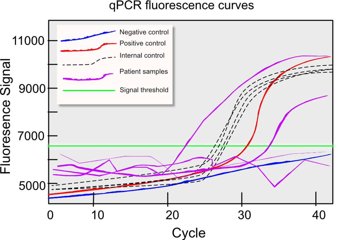 Example of real-time PCR control results showing positive and negative controls