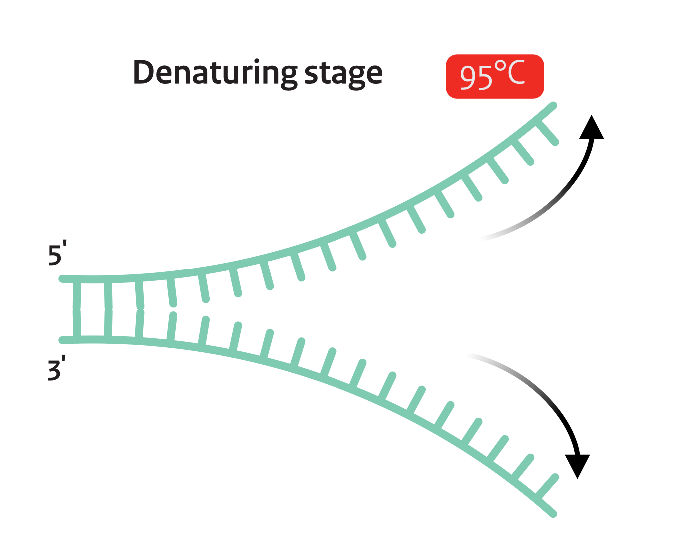 Denaturing stage at 95°C