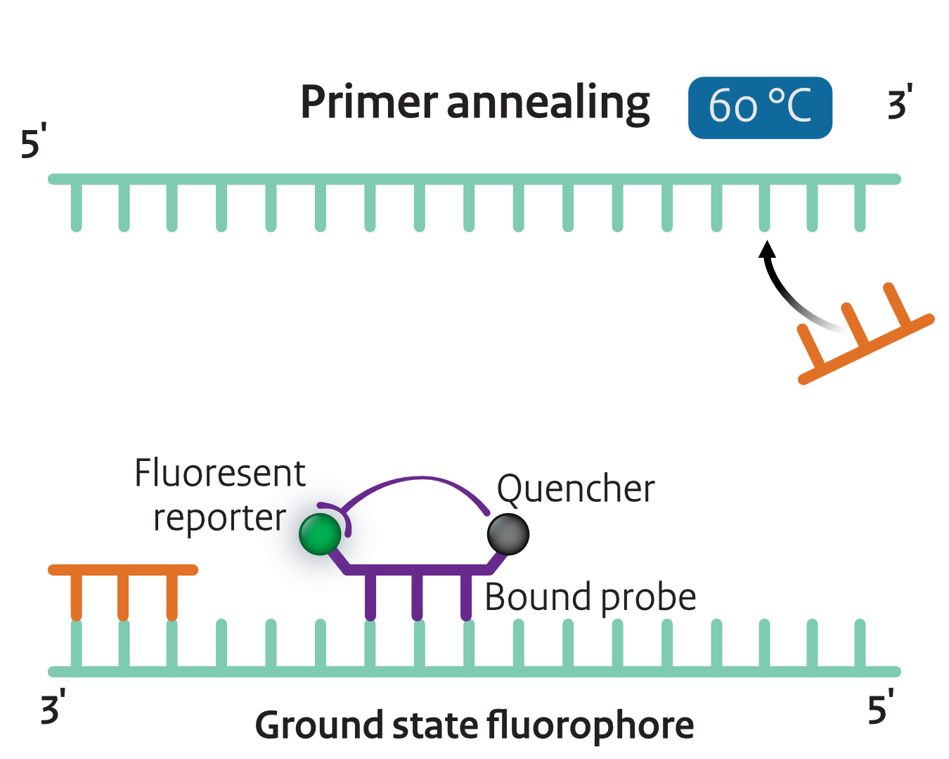 Primer annealing with TaqMan probe binding