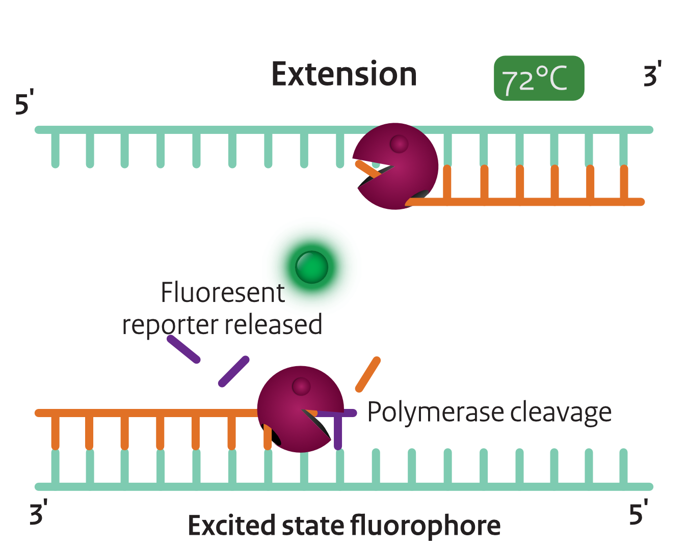 Extension phase with polymerase cleavage