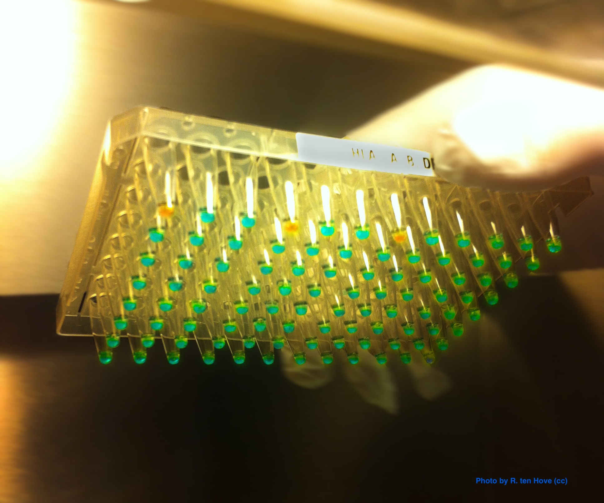 Real-time PCR plate with fluorescent samples