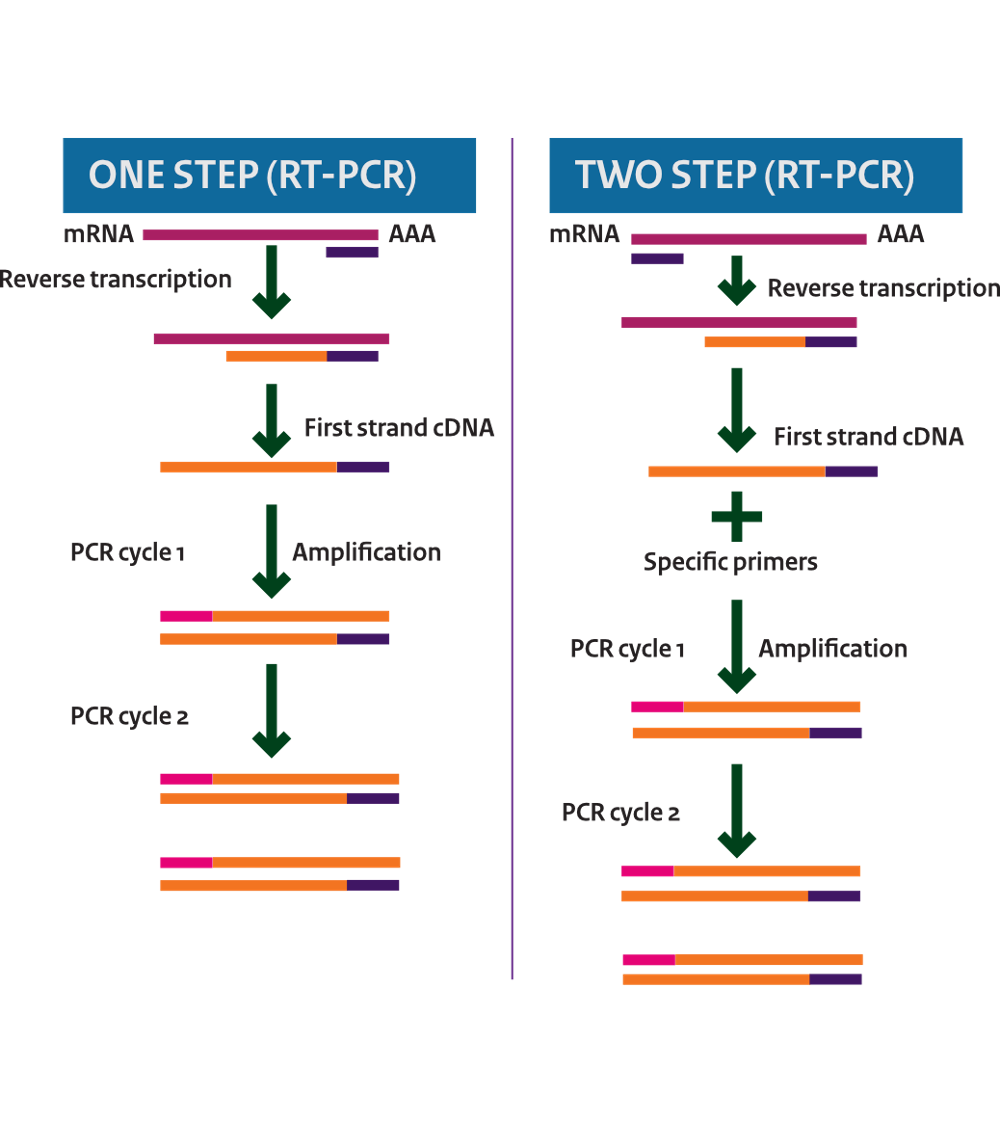 Reverse Transcriptase diagram